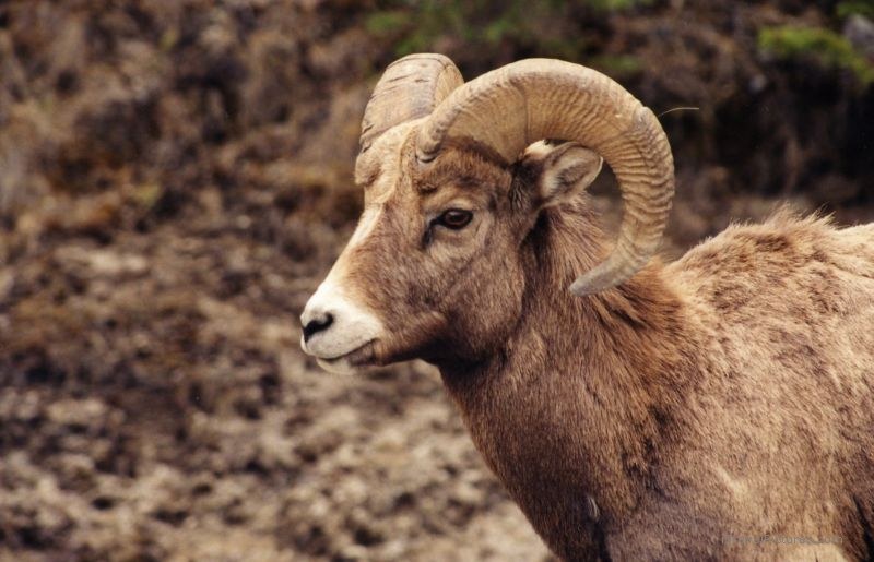 Jasper national park bighorn sheep horn